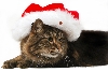 Christmas cat - Santa hat