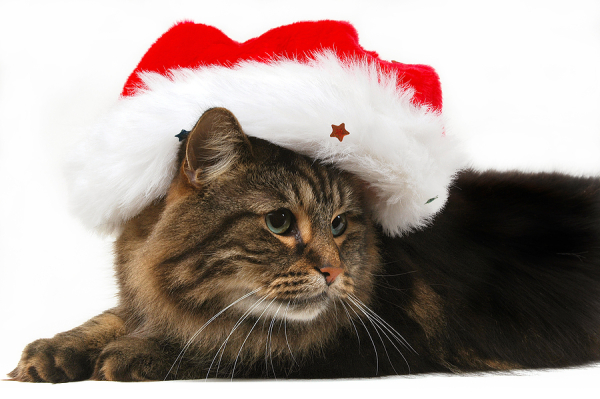 Christmas cat - Santa hat