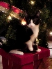 Christmas cat