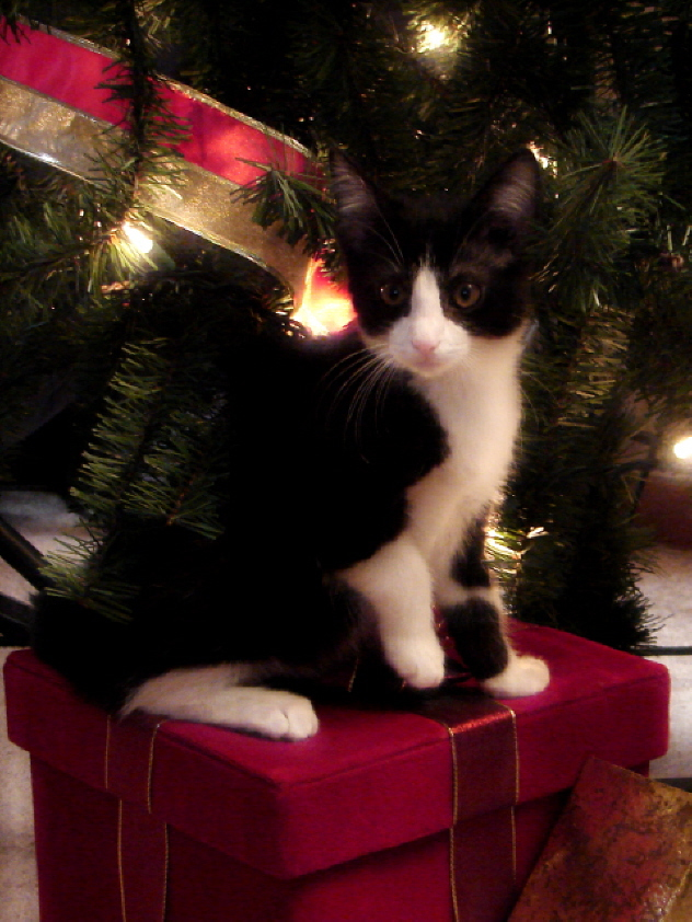 Christmas cat