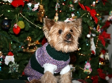 Yorkie with Christmas tree and sweater