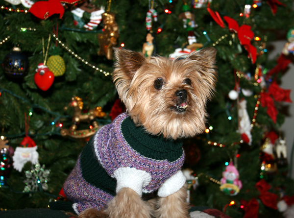 Yorkie with Christmas tree and sweater