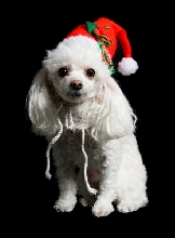 White poodle in Santa hat