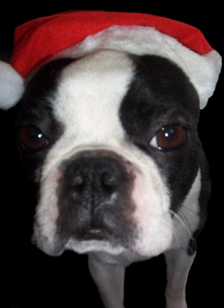 Santa Boston Terrier