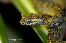 Atheris ceratophora