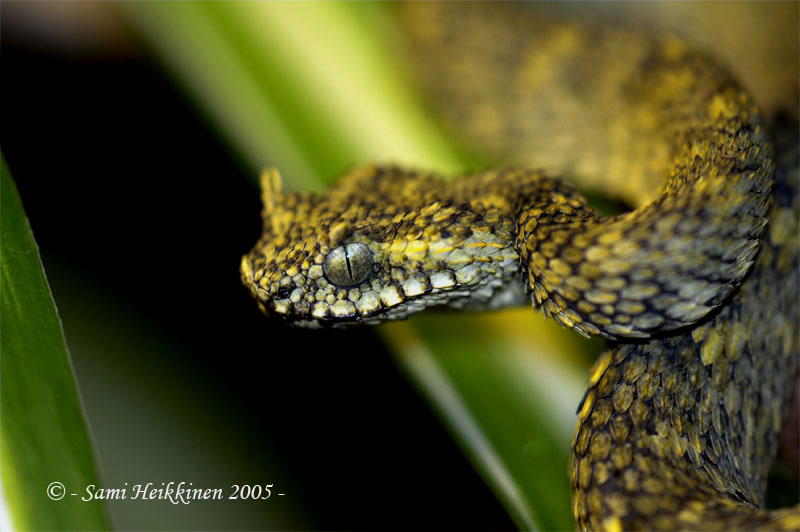 Atheris ceratophora