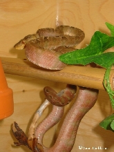 0.1 Corallus Hortulanus