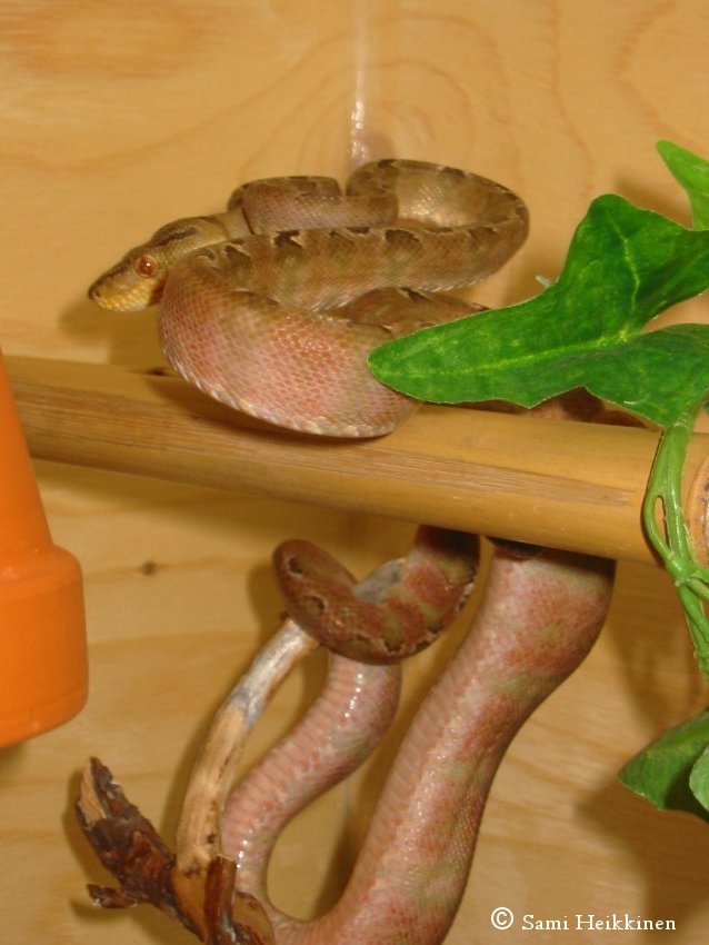 0.1 Corallus Hortulanus