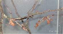 Gongylus Gongylodes