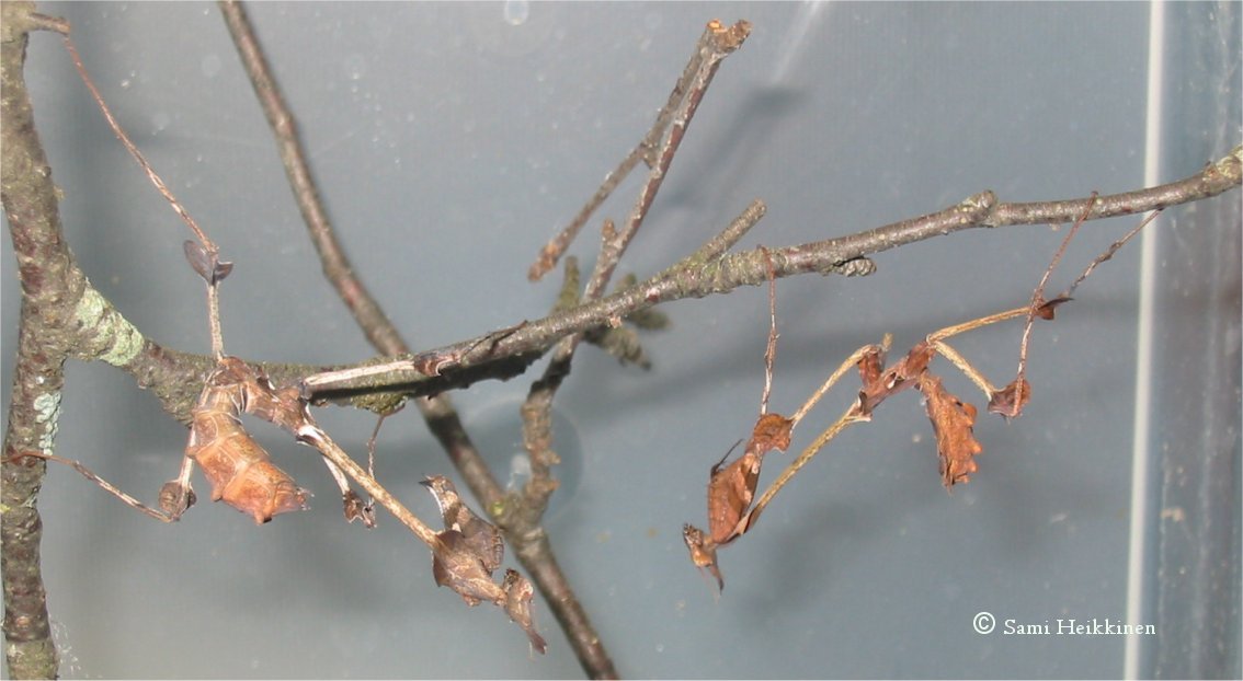 Gongylus Gongylodes