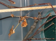 Gongylus Gongylodes