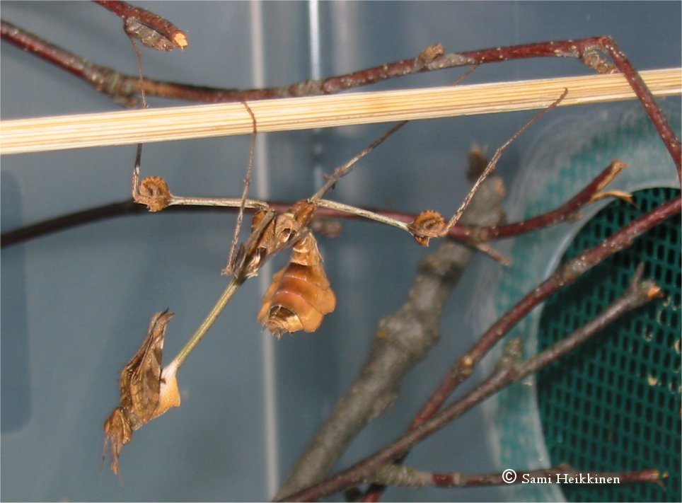 Gongylus Gongylodes