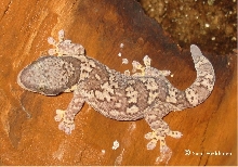 Homopholis Fasciata