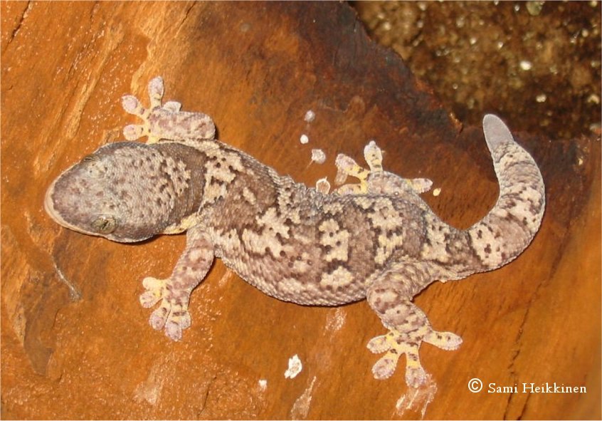 Homopholis Fasciata