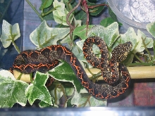 Corallus hortulanus