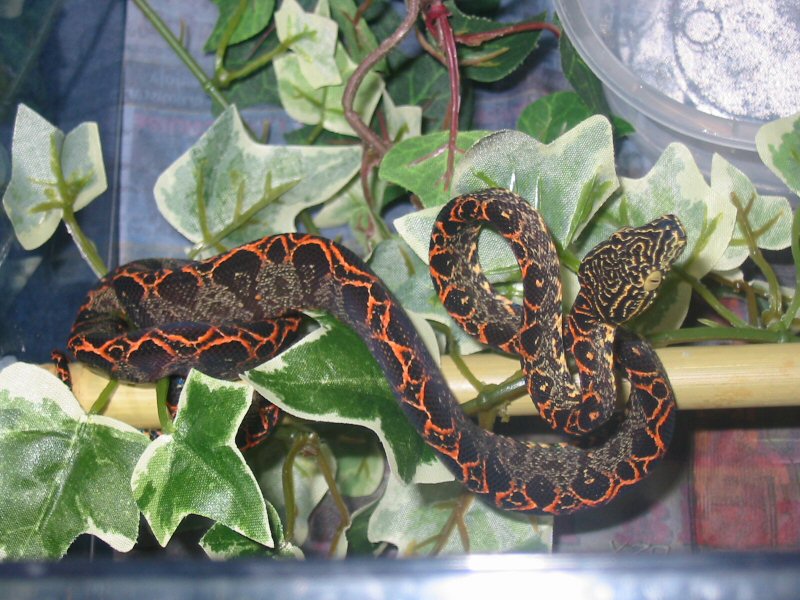Corallus hortulanus