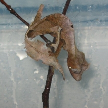 1.0. Uroplatus phantasticus
