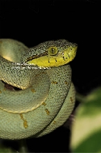 Bothriopsis bilineata bilineata