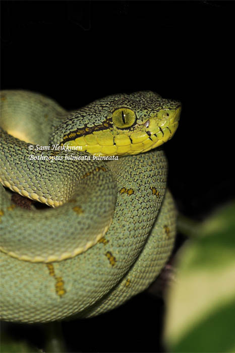 Bothriopsis bilineata bilineata