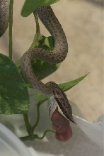R.boulengeri