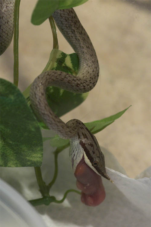 R.boulengeri
