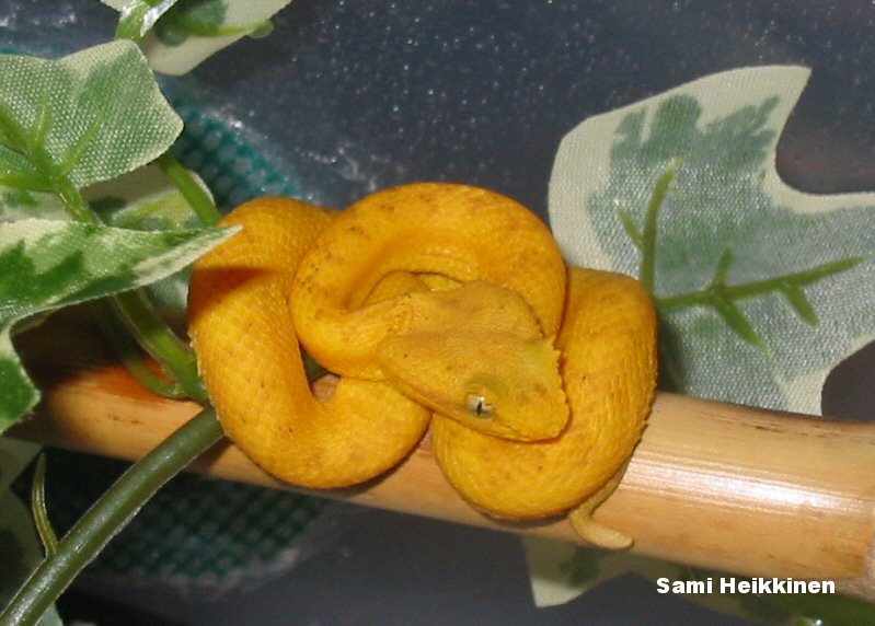 Bothriechis schlegelii