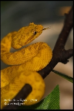Bothriechis schlegelii