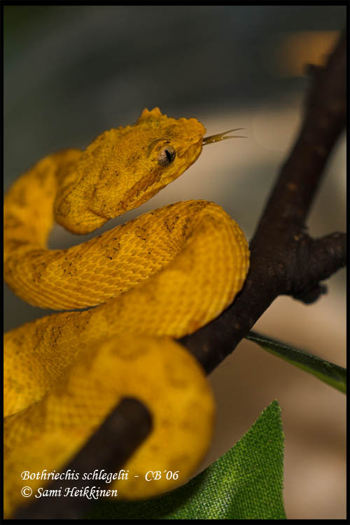 Bothriechis schlegelii