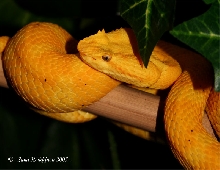 B.schlegelii