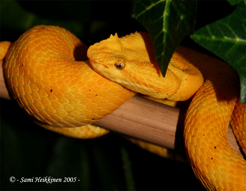 B.schlegelii