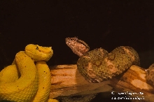 1.1. B.schlegelii