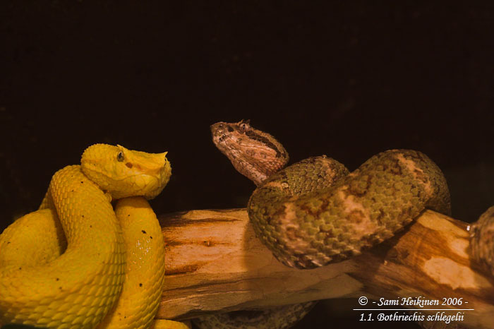 1.1. B.schlegelii