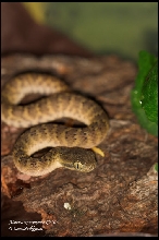 Atheris squamigera