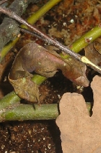 0.1. Uroplatus phantasticus