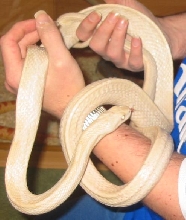 Albino Black Ratsnake