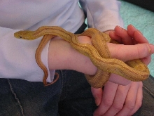 Striped Rat Snake