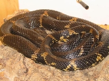 Coiled Russian