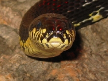 RussianRatsnake