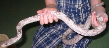 Grey Rat Snake