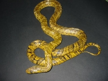 Adult Anomala