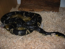 KoRussian