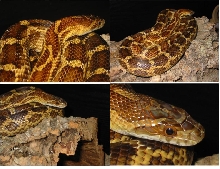 Mexican Yellow Hybrid
