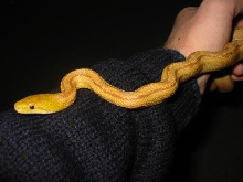 Striped Ratsnake