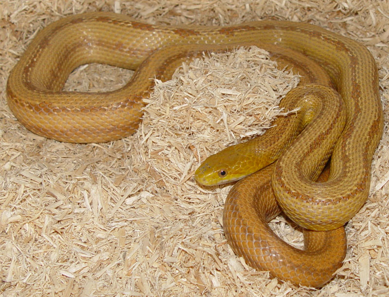 Adult blotchless everglades