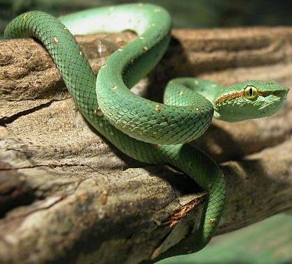 CB 2004 Male