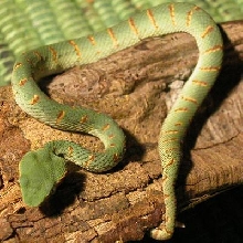 CB2004 Female
