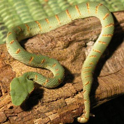 CB2004 Female
