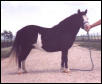 Kathy's new mare
