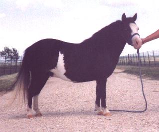 Kathy's new mare