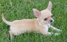 Sweetheart Is A Very Tiny & Cute